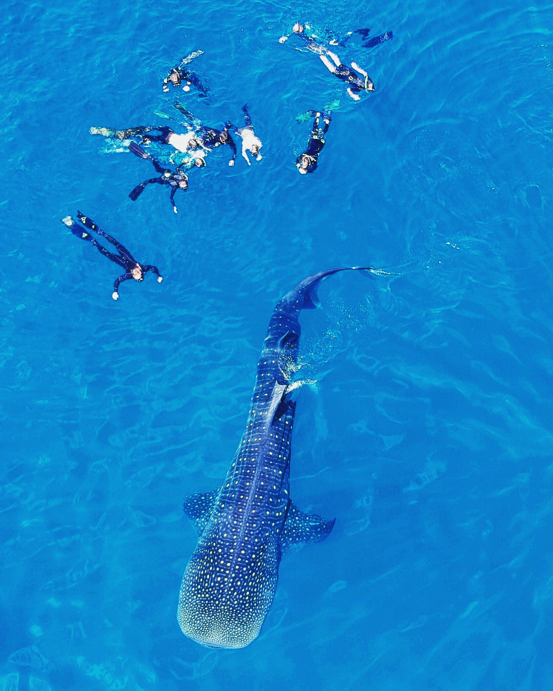 Freedivers with whale shark