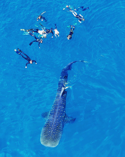 Team Diver Sophia's Incredible Encounter