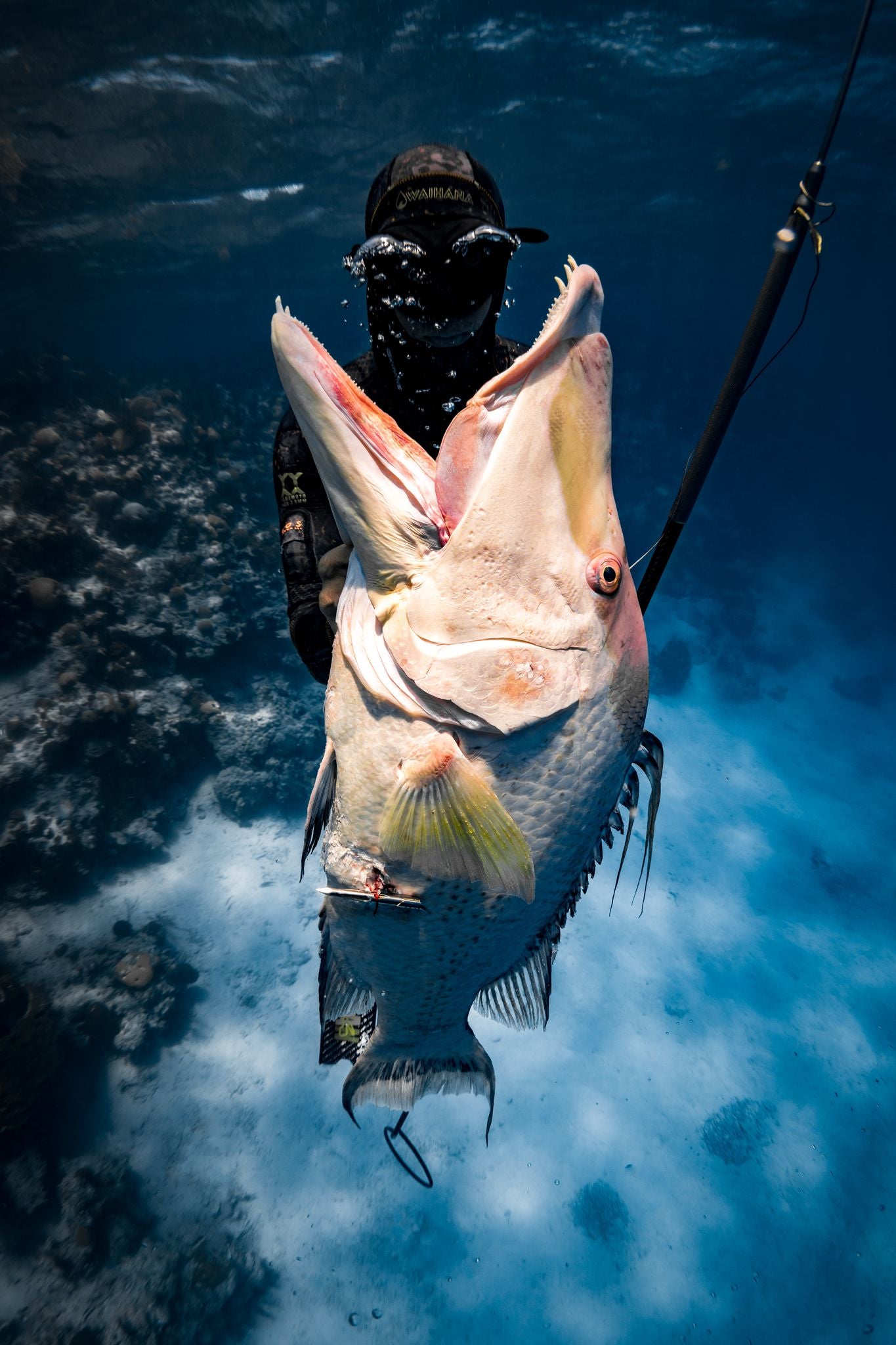 Spearfishing – Florida Freedivers